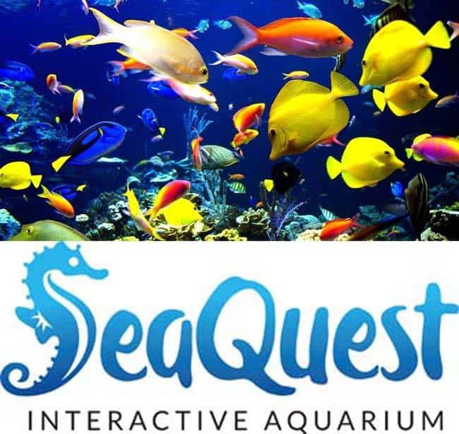 SeaQuest Interactive Aquarium Utah | www.housewivesofriverton.com